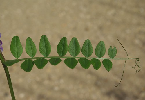 feuille
