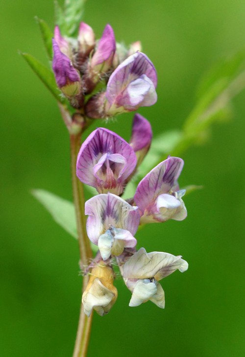 inflorescence