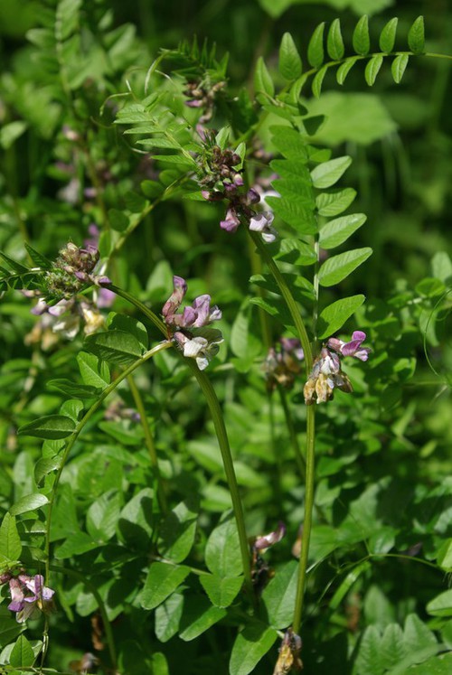 Plante entière