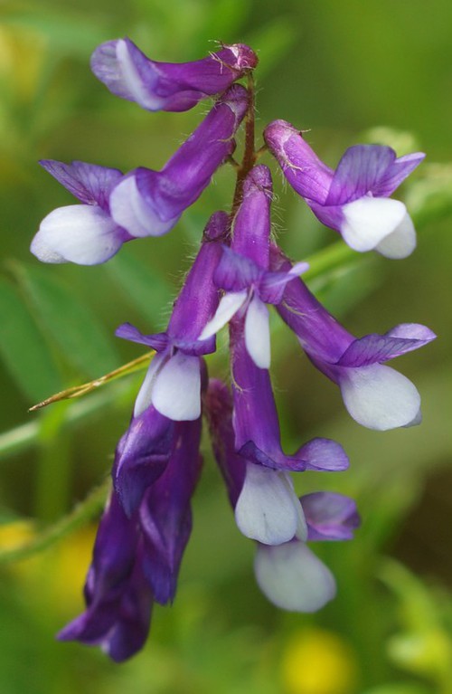 détail fleur