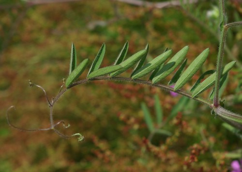 feuille