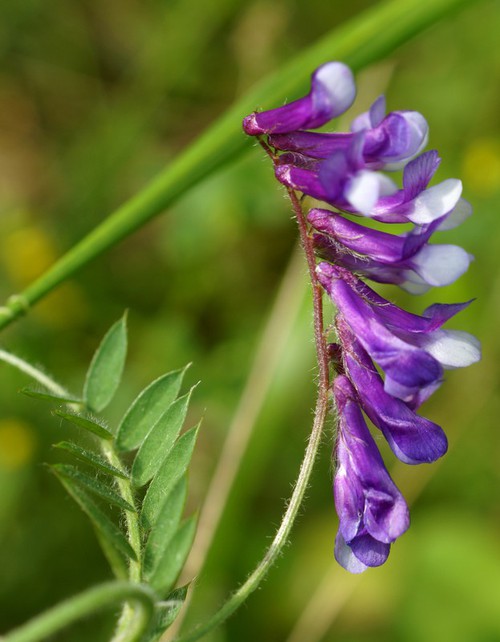 inflorescence