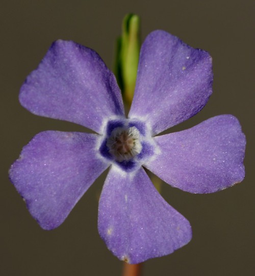 fleur