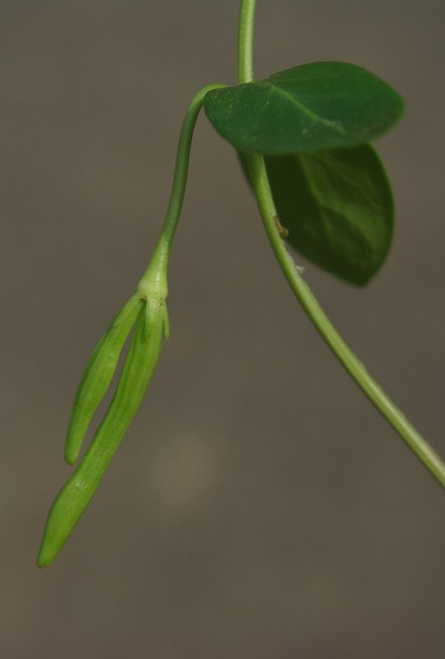 fruit