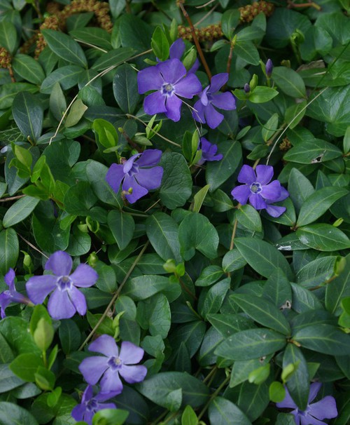 Plante entière