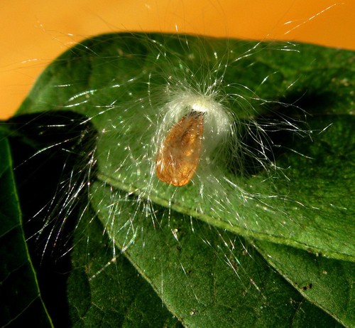 détail graine