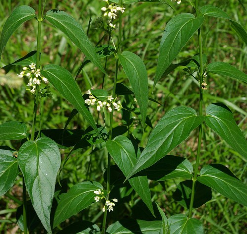 feuille