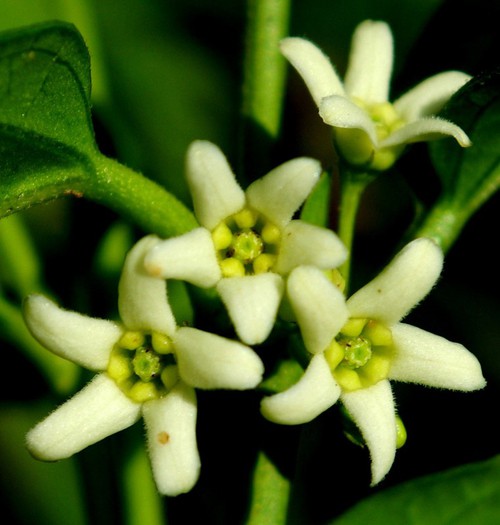 fleur