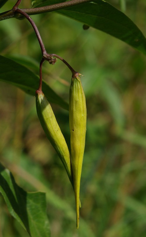 fruit
