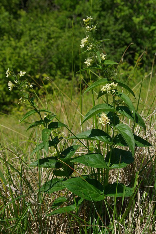 Plante entière