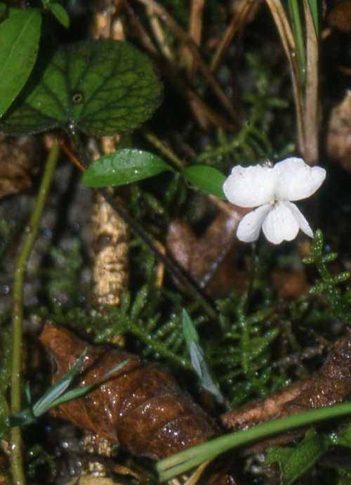 Plante entière