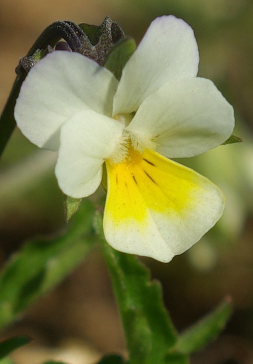détail fleur