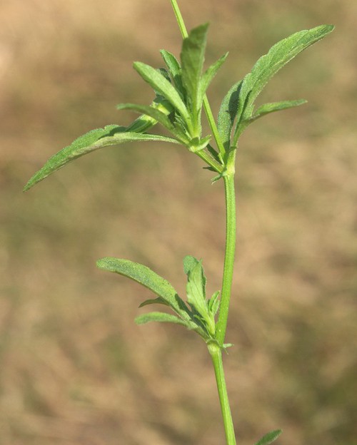 feuille