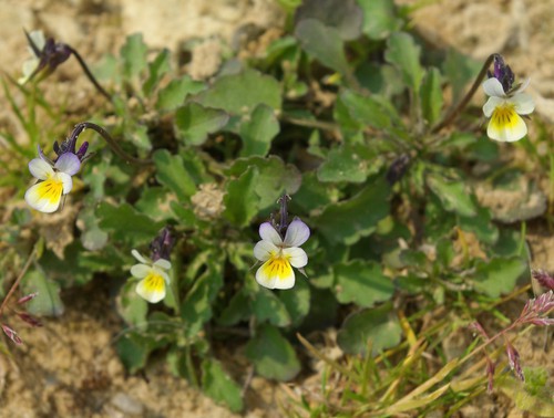 fleur