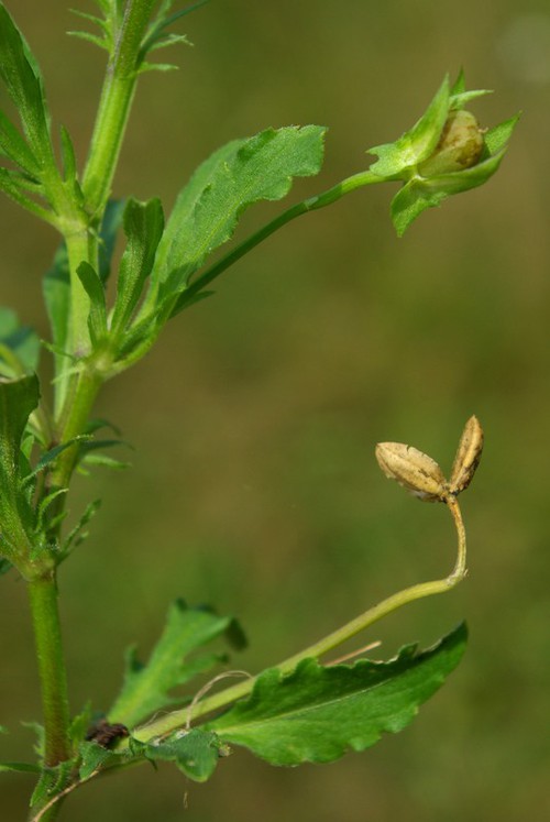 fruit