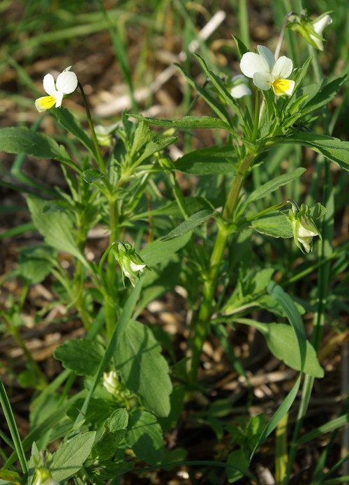 Plante entière