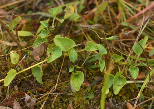 feuille