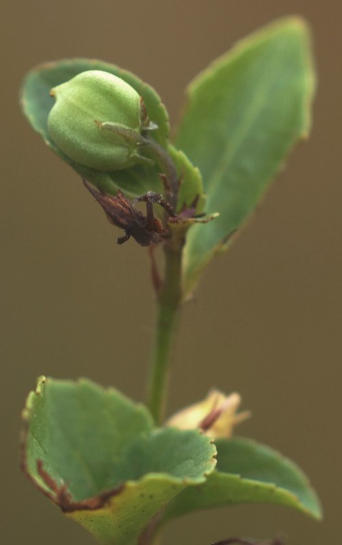 fruit