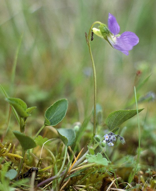 Plante entière