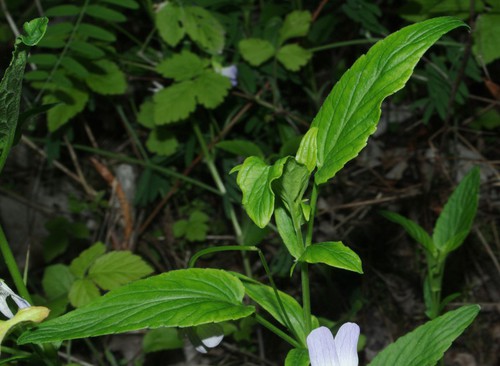 feuille