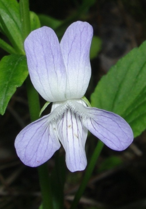 fleur