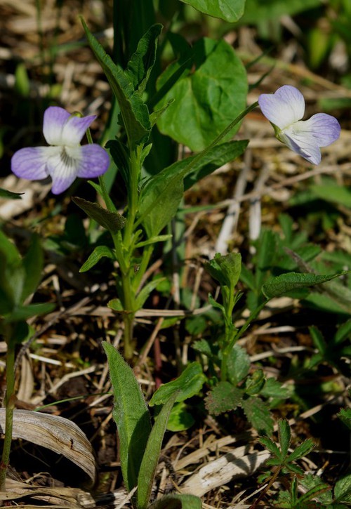 fleur