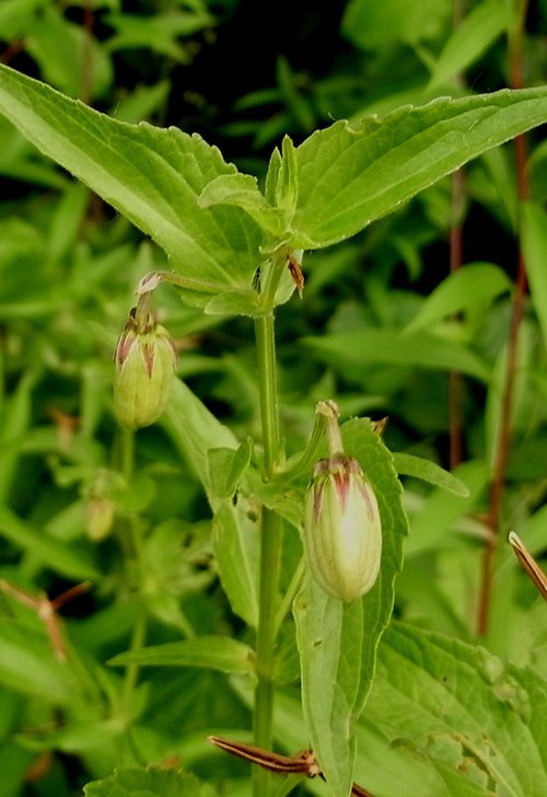 fruit