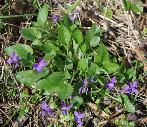 Plante entière