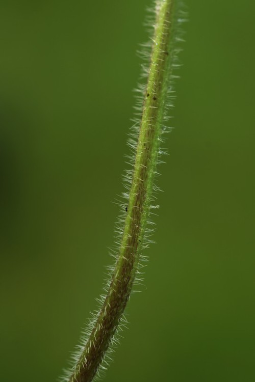 détail feuille