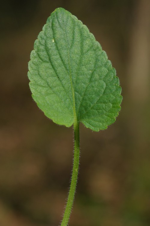 feuille