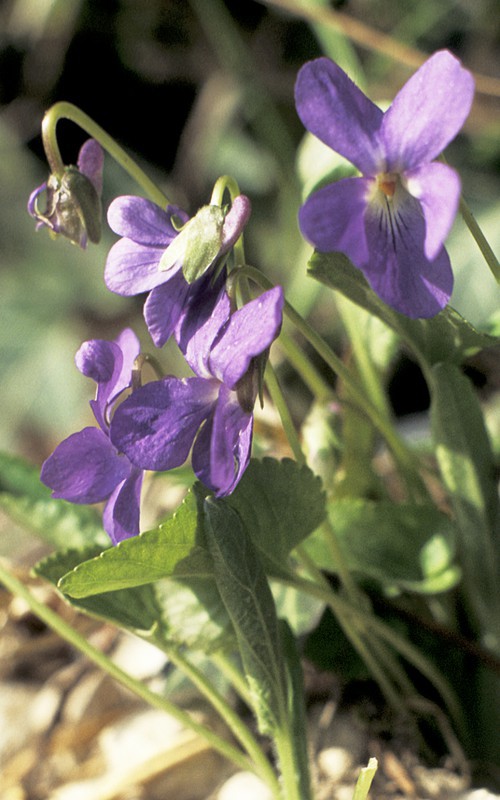 fleur