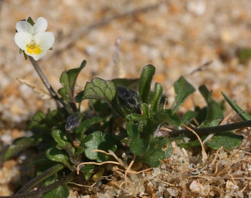 Plante entière
