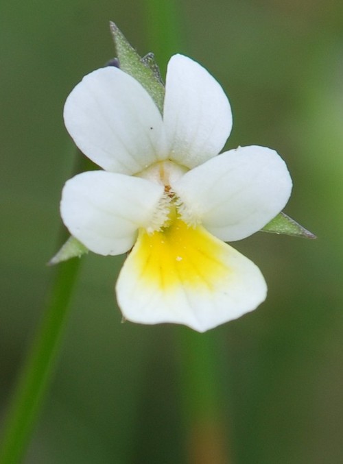 fleur