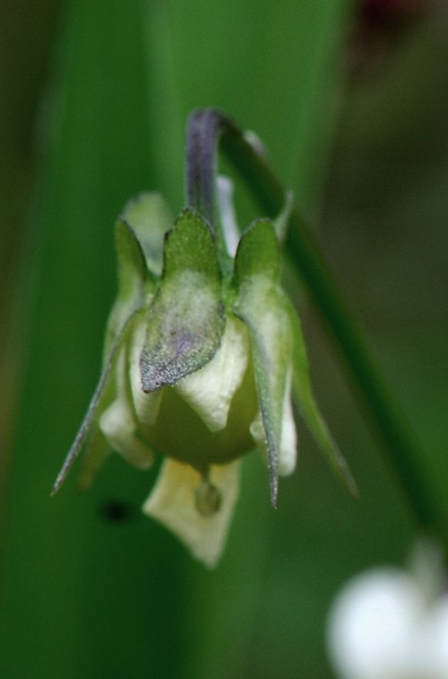 fruit