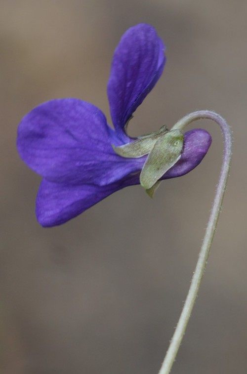 détail fleur