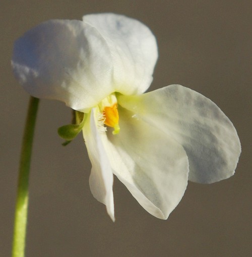 fleur