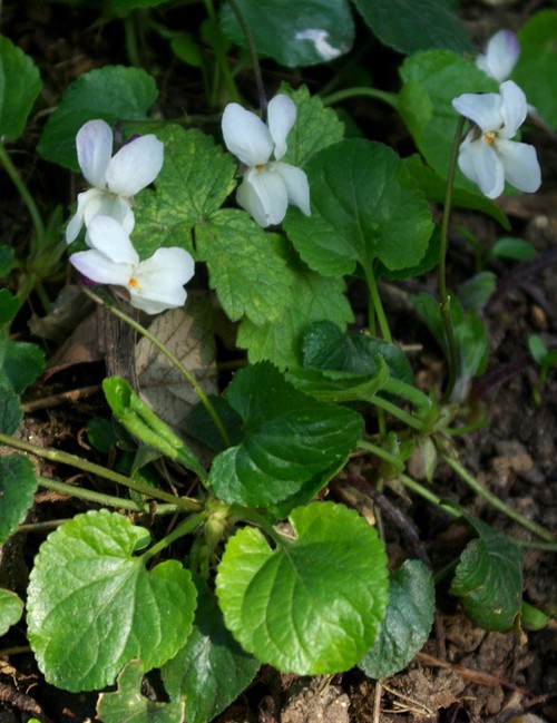 Plante entière
