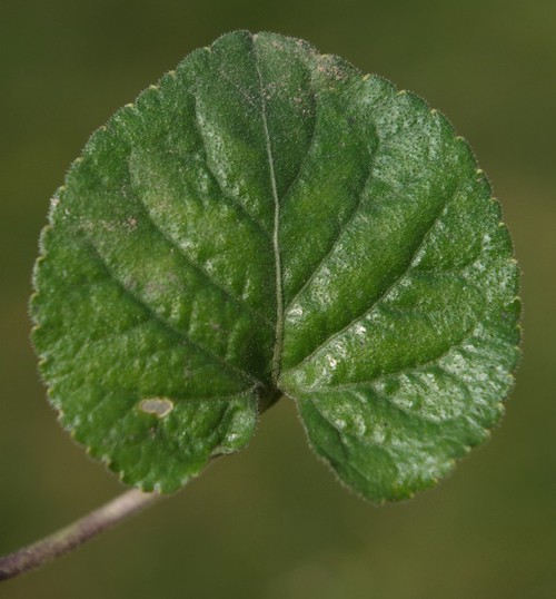 feuille