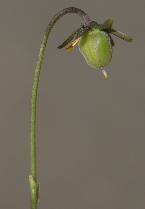 fruit