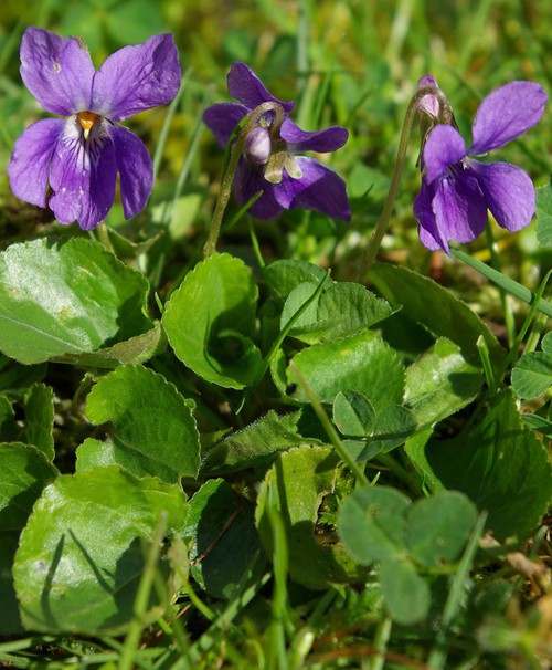 Plante entière