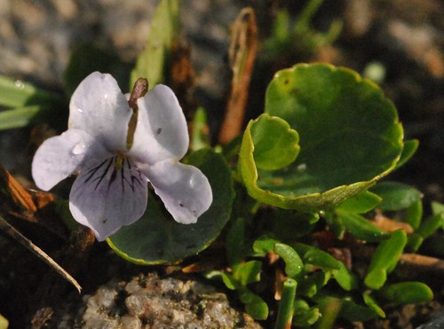 fleur