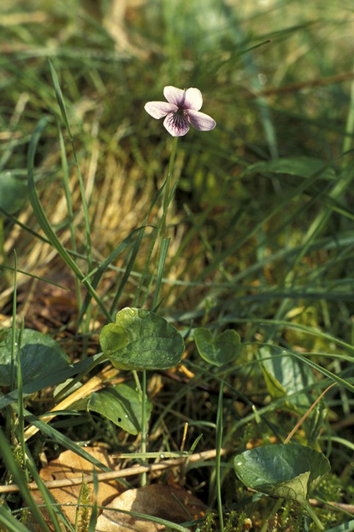 Plante entière