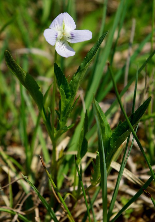 Plante entière