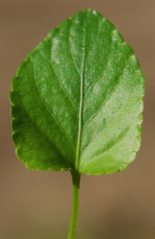 feuille