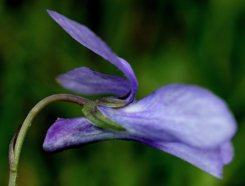 fleur profil