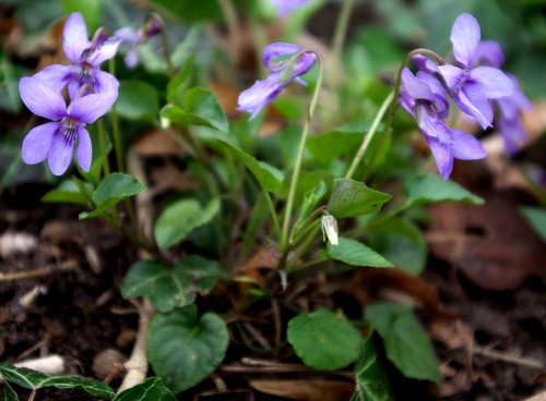 Plante entière
