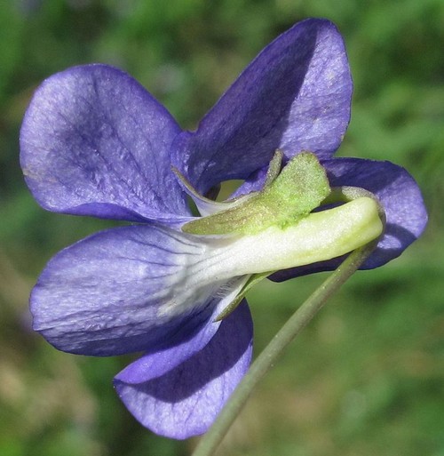 détail fleur