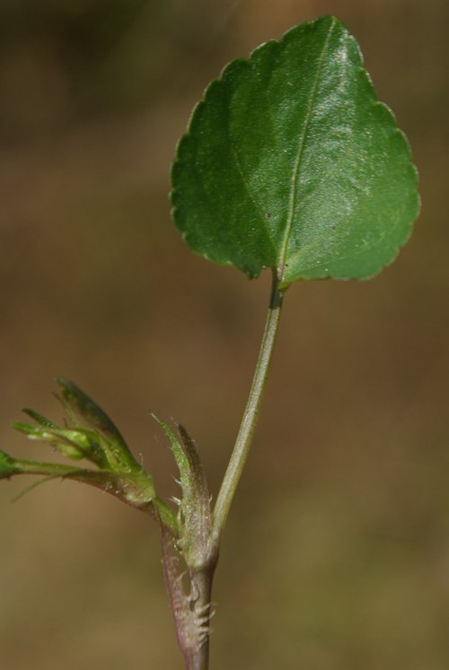 feuille