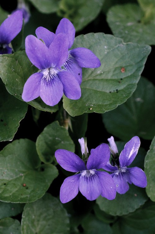 fleur