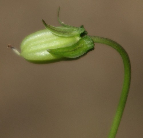 fruit